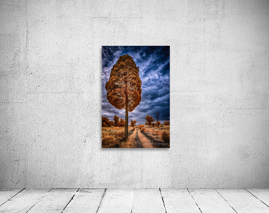 Tall Trail Wall Preview