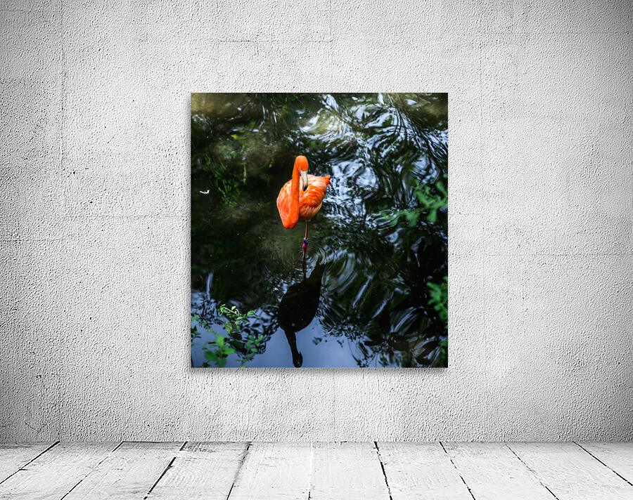 Feathered Wonders: Exploring Homosassa State Park Wall Preview