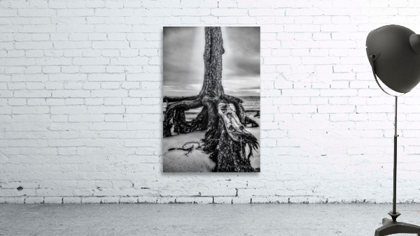 Rooted in Sand Wall Preview