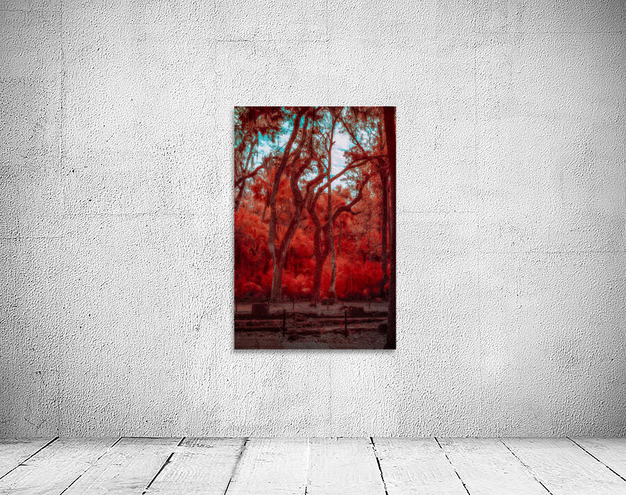 Enchanted Southern Grove: Bulow in Infrared Wall Preview