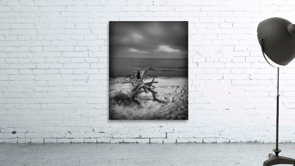 Driftwood Dreams: Bald Point State Park Wall Preview