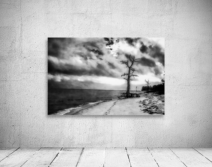 Ghosts of the Shoreline: Dead Tree Footprints Wall Preview