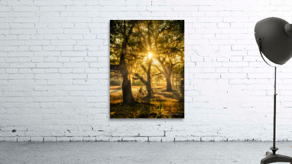 Golden Oak Light Wall Preview