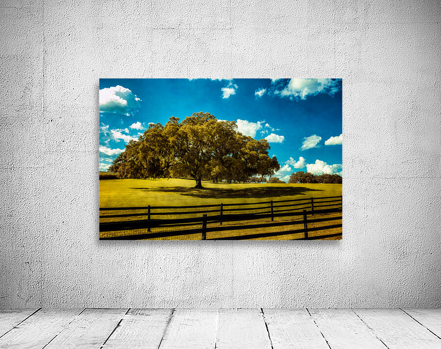 Majestic Oak: Exploring Ocalas Enchanting Back Roads Wall Preview