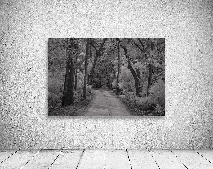 Shadows of Bulow Wall Preview