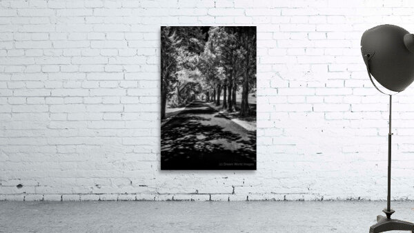 Shadows Path Beckons Wall Preview