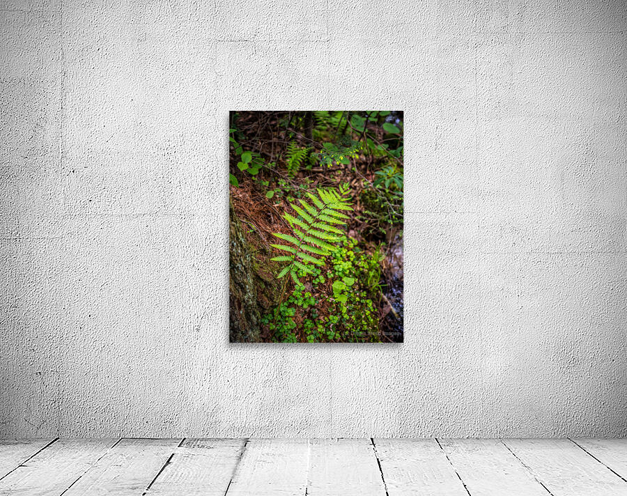 Fern Pattern Wall Preview