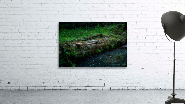 Fungi and Dirty Pool Wall Preview