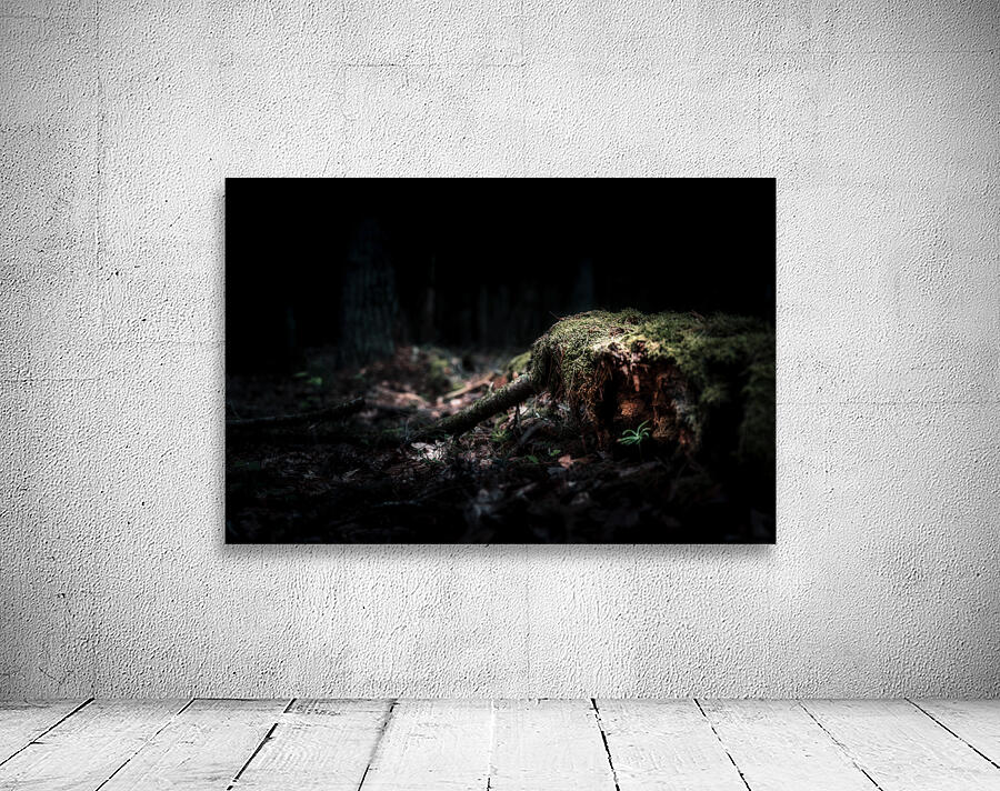 Veil of Quiet Elegance Wall Preview