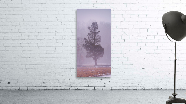 Winter Tranquility: Lone Withdrawn Tree in Gettysburg Wall Preview