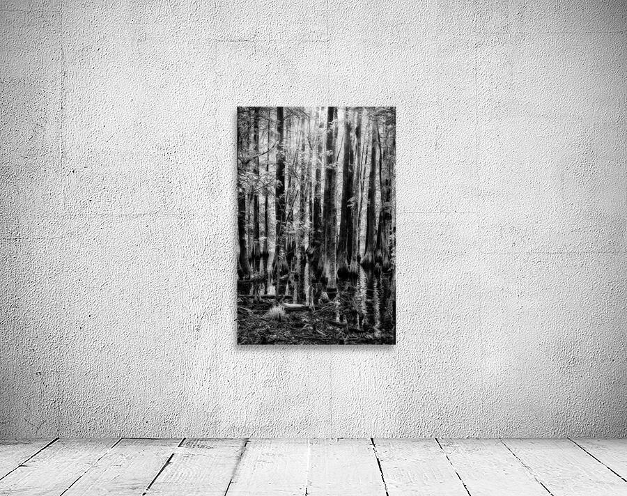 Cypress Whispers Wall Preview