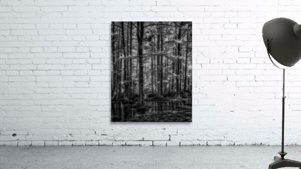 Cypress Whispers at Dawn Wall Preview