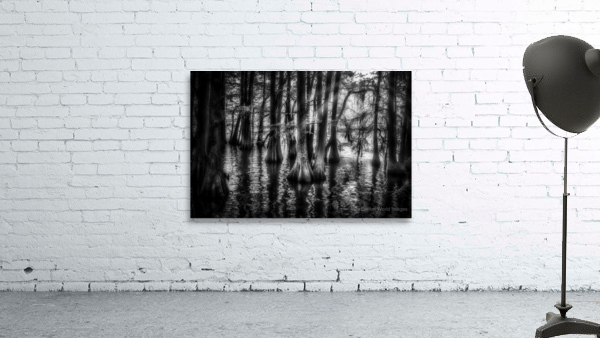 Sun Lighted Cypress -1 Wall Preview