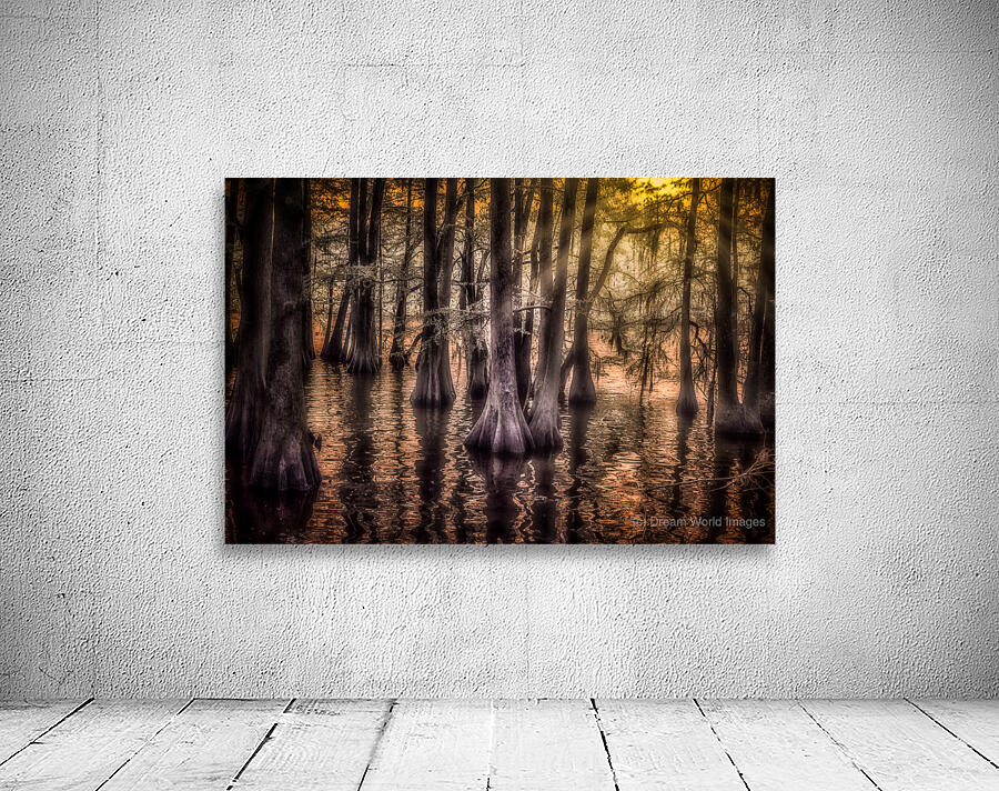 Sun Lighted Cypress -2 Wall Preview