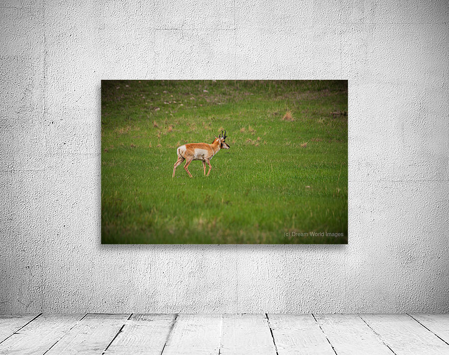 Boundless Horizons: A Pronghorns Journey through Custers Wildlife Loop Wall Preview