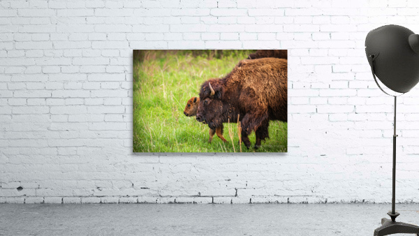 Bison Tales: Guardians of the Grasslands Wall Preview