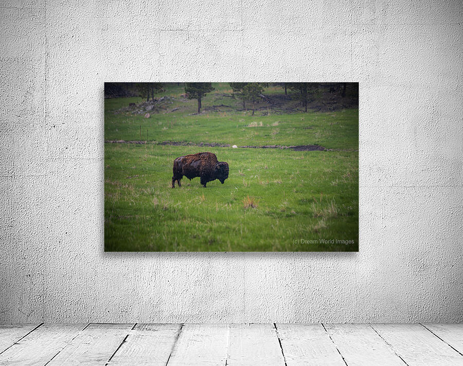 Bison Tales: Roaming the Wild Frontier Wall Preview