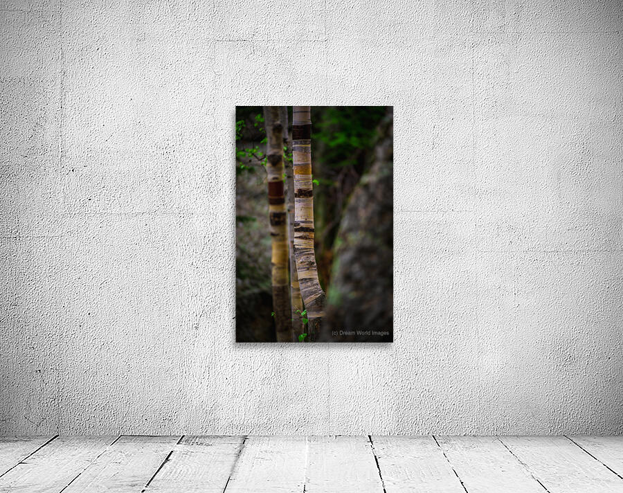 Exploring Sylvan Lake: Capturing the Beauty of Aspen Bark Wall Preview