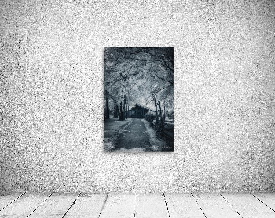 Canopy of Calm Over Rustic Roads Wall Preview