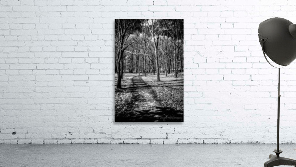 Solitary Trails: Eerie Path Near Knoxville Wall Preview