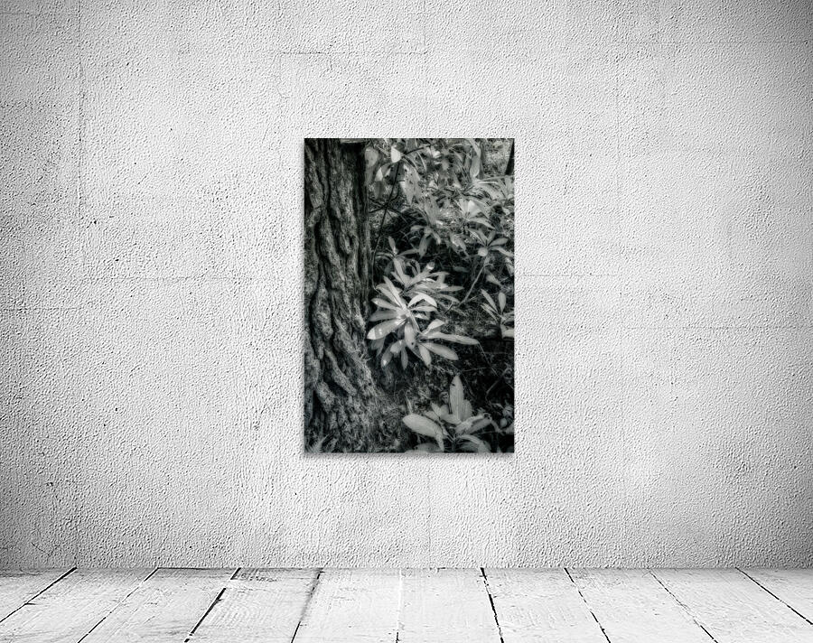 Shadows and Light Dance: Kentucky Leaves Wall Preview