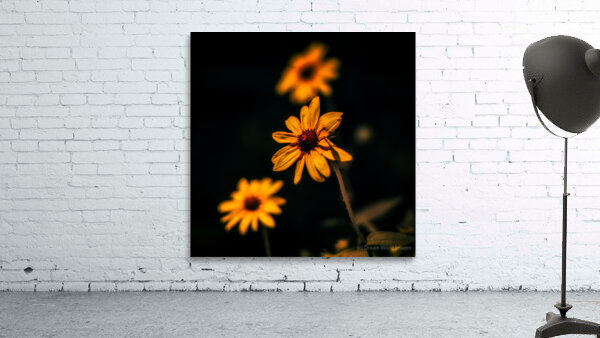 Full Spectrum Flowers Wall Preview