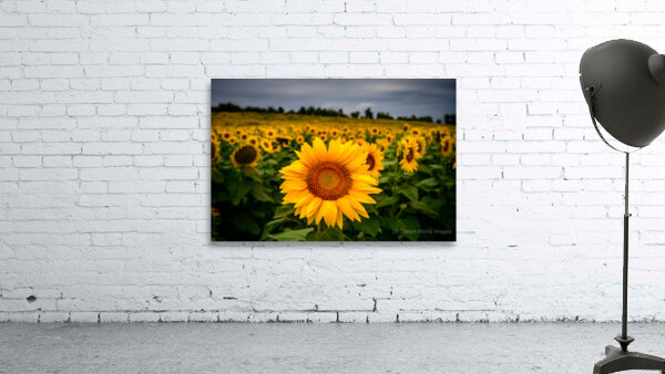 Single Sunflower Wall Preview