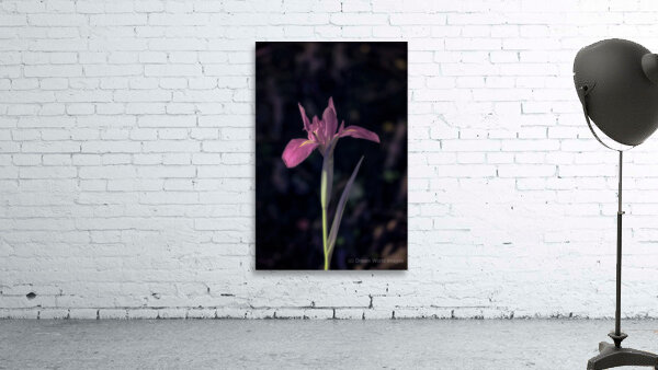 Texas Flower Wall Preview