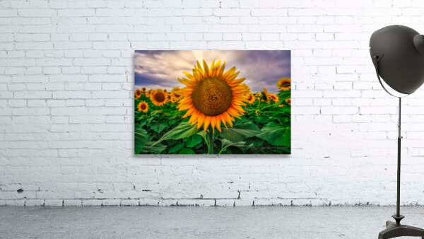 Sunset sunflower Wall Preview