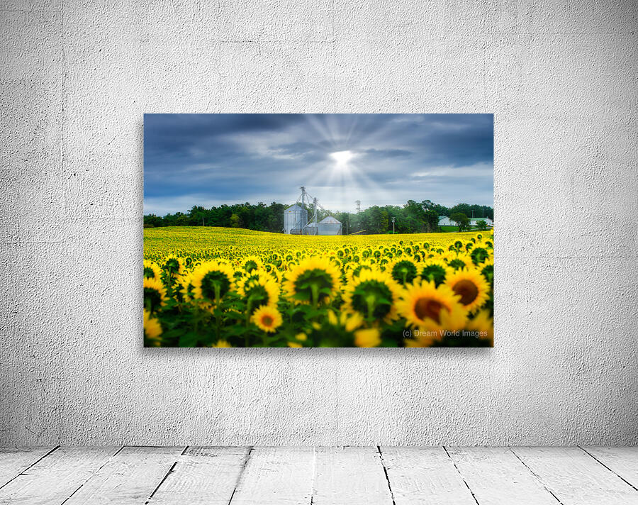 All Hail: A Golden Tapestry of Sunflowers Basking in Sunlight Wall Preview