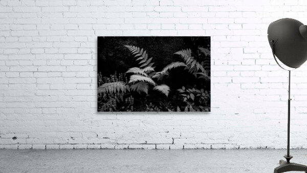 Ferns - 1 Wall Preview