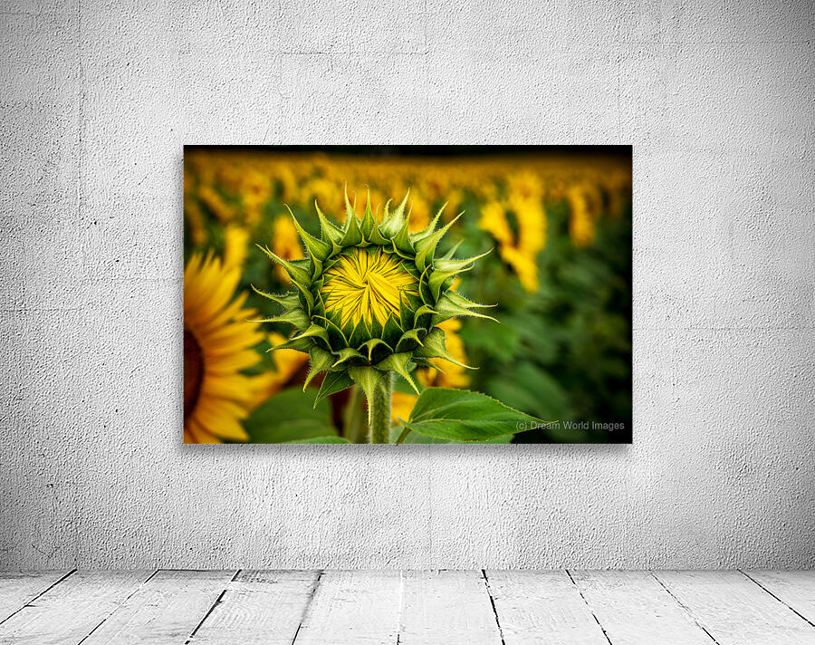 Ready to open Wall Preview