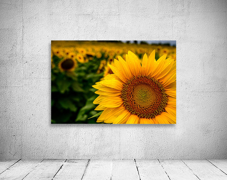 Corner Sunflower: A Radiant Touch of Natures Beauty Wall Preview