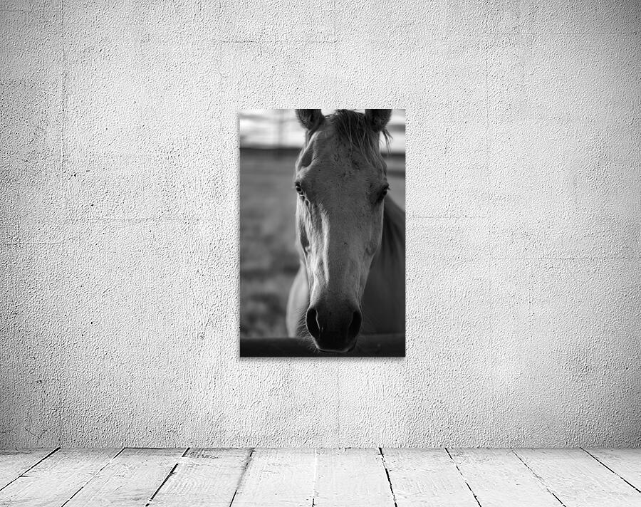 Soulful Connection with Ernie: A Tale of Harmony Wall Preview