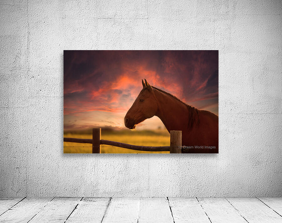 Ernie at sunset Wall Preview