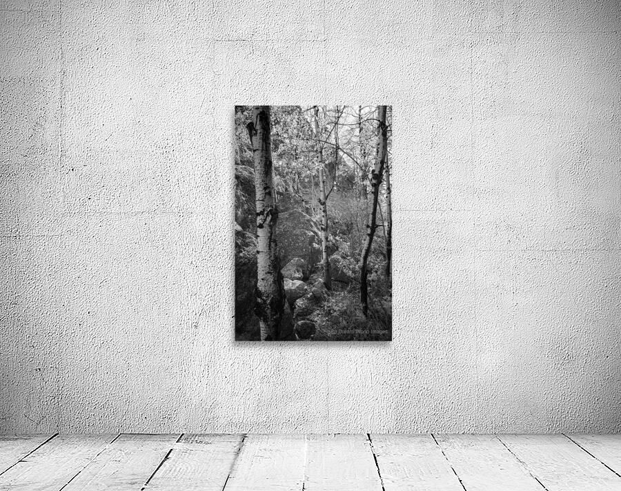 Mystical Aspen Trio: Discovering Sylvan Lakes Hidden Gems Wall Preview