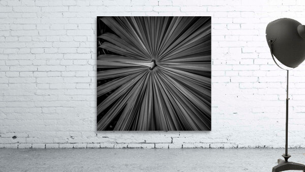 Palm Symmetry Elegance Wall Preview