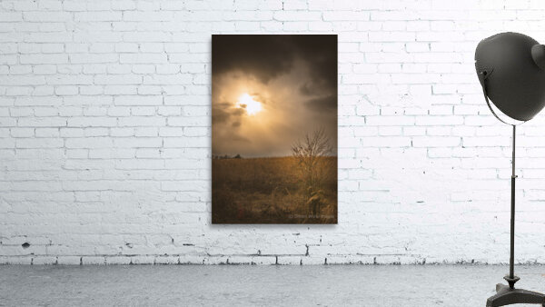 Golden Light Revelation Wall Preview