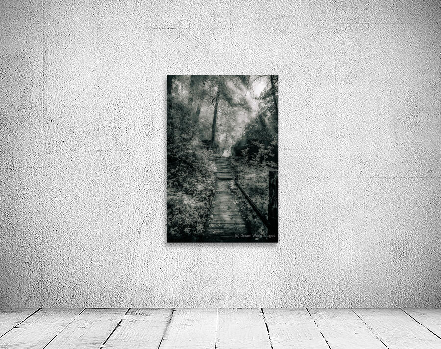 Enchanted Path: A Rain-Kissed Journey in Natural Bridge State Park Wall Preview