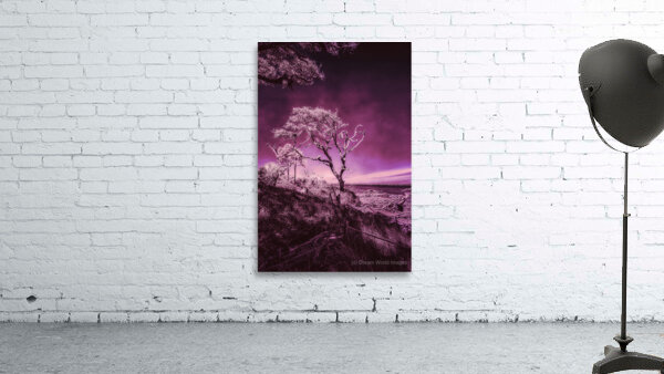 Purple Bonsai:A Botanical Marvel Unveiled on Driftwood Beach Wall Preview