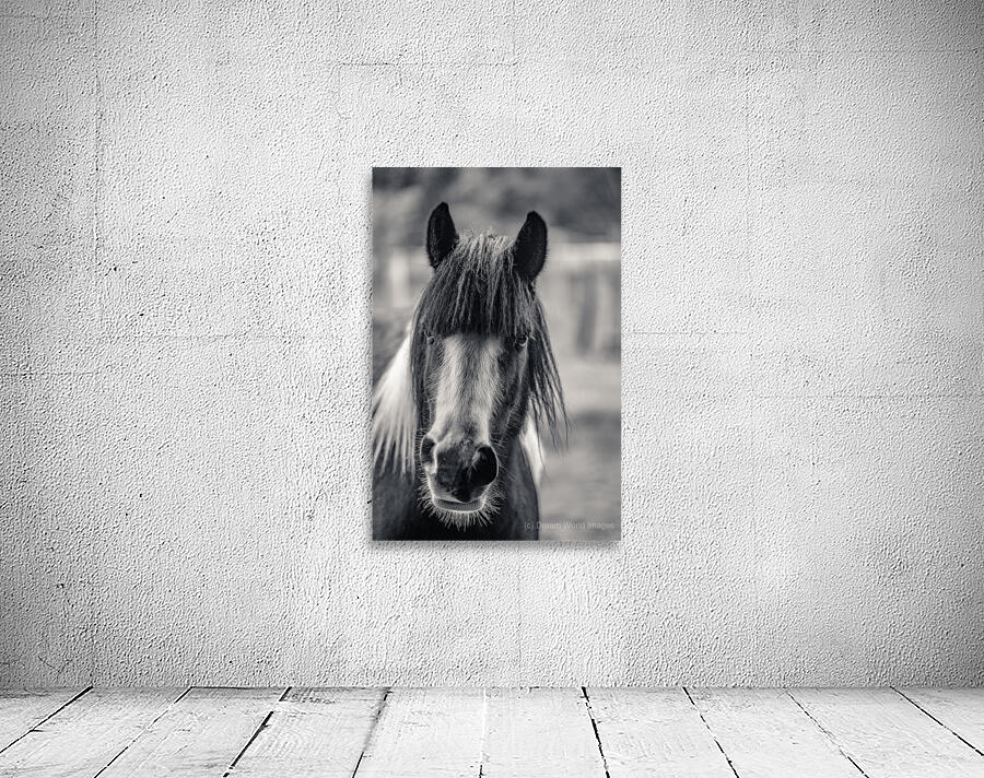 Curious Gaze: A Captivating Encounter with a Silent Horse  Wall Preview
