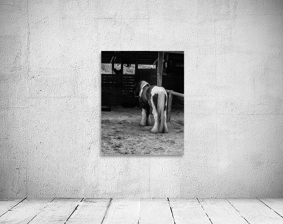 Mystique Unveiled: Capturing the Hidden Spirit of a Florida Horse Wall Preview