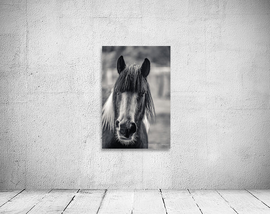 Curious Gaze: A Captivating Encounter with a Silent Horse  Wall Preview