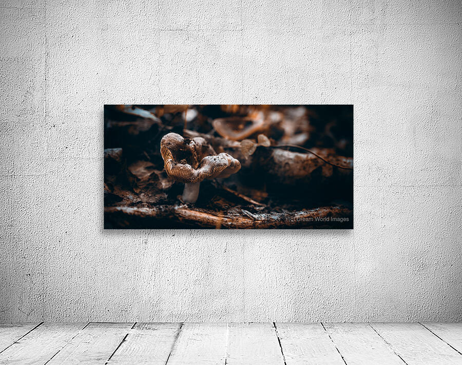 Mystical Fungi: Quiet Contemplation The Sullen Fungus Wall Preview