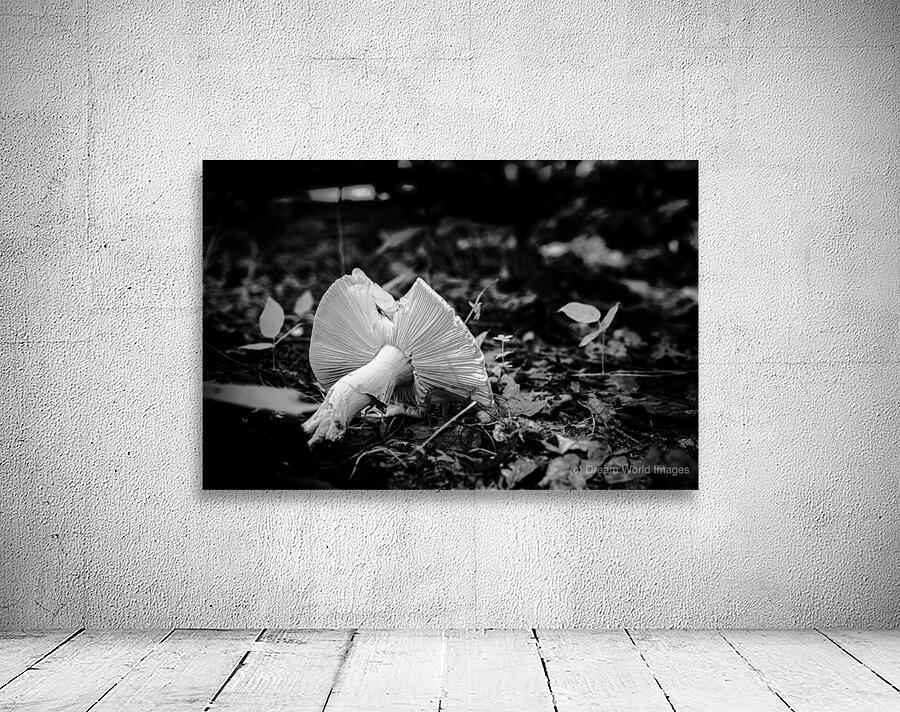 Mystical Fungi: Broken Shroom Wall Preview