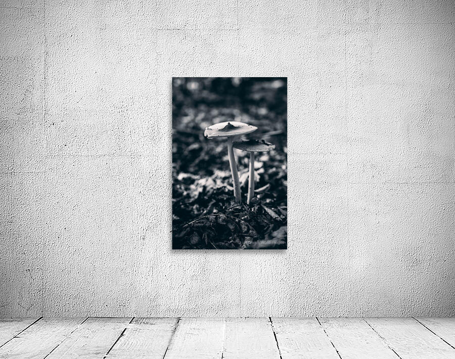 Mystical Fungi: Blue Shroom in the Enchanted Woods Wall Preview