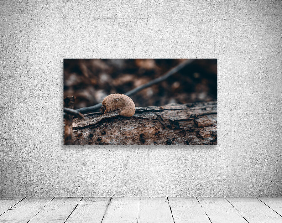 Mystical Fungi: Sluggish Amidst Rooting Trees Wall Preview