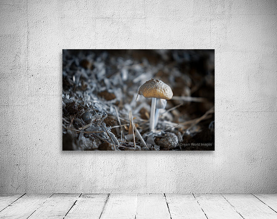 Montana Ranch Shroom: Whispering Wind Toadstool Wall Preview