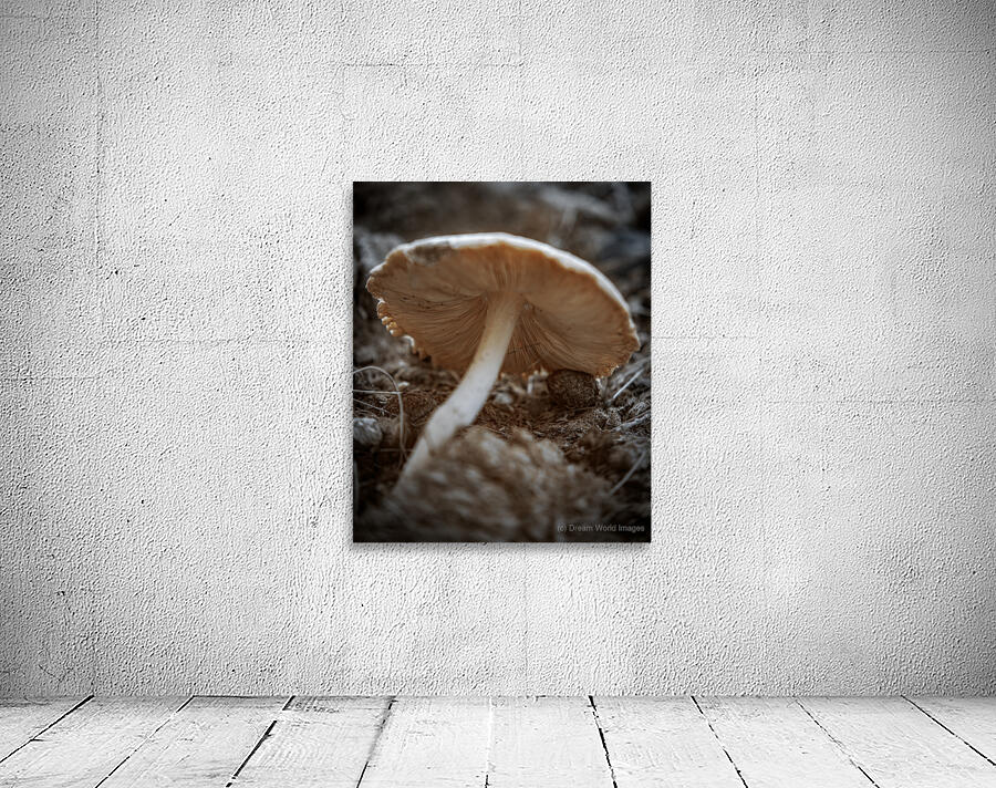 Montana Ranch Shroom: Mountain Meadow Mushroom Wall Preview