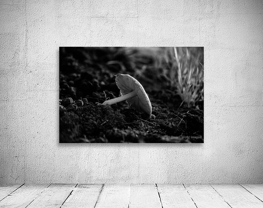 Montana Ranch Shroom: Golden Hoof Fungus Wall Preview